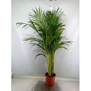 Dypsis lutescens   ...Chrysalidoca