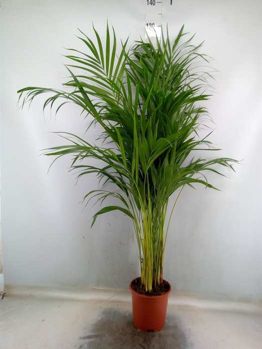 <h4>Dypsis lutescens   ...Chrysalidoca</h4>