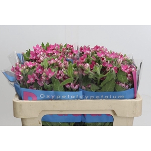 Oxypetalum Bridal Diana