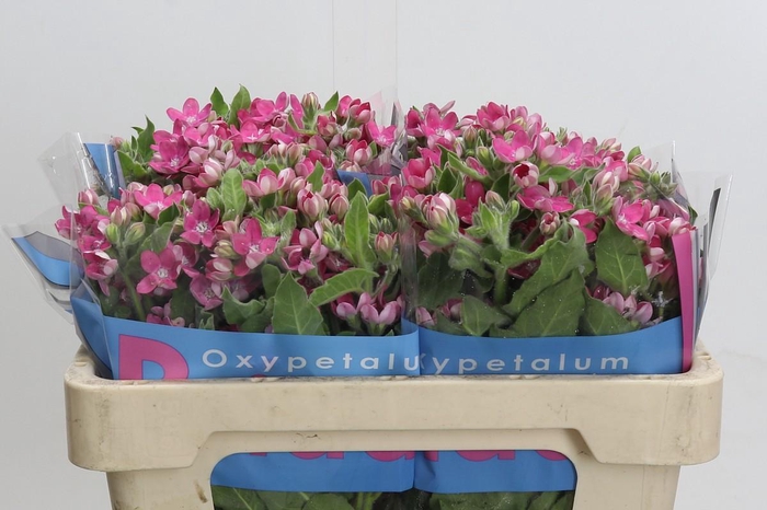 <h4>Oxypetalum Bridal Diana</h4>