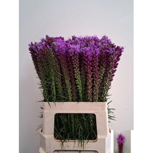 Liatris Spicata