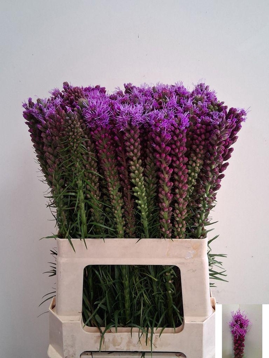 <h4>Liatris Spicata</h4>
