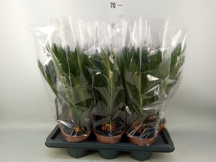 <h4>Cycas revoluta</h4>
