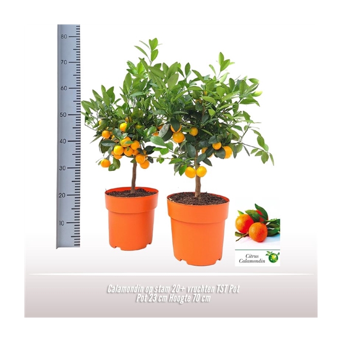 <h4>Calamondin op stam TST Pot</h4>