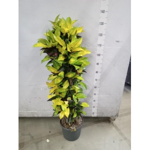 Codiaeum var. KL 'Mrs Iceton'