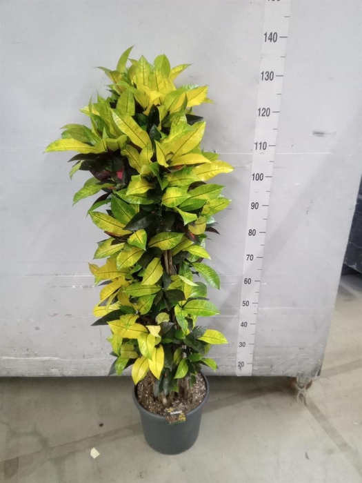 <h4>Codiaeum var. KL 'Mrs Iceton'</h4>