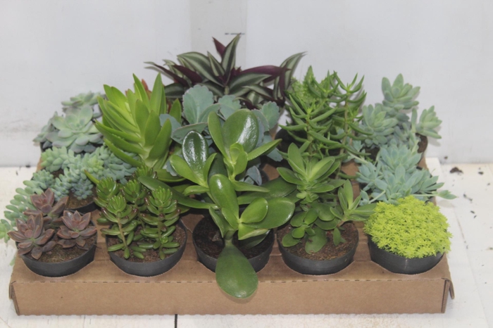 <h4>SUCULENTAS P09</h4>