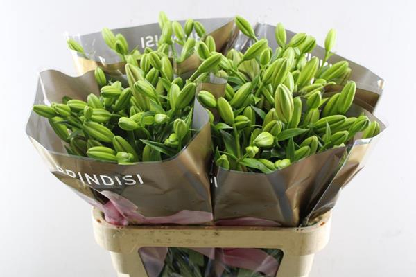<h4>Li La Brindisi (rose) Bredefl</h4>