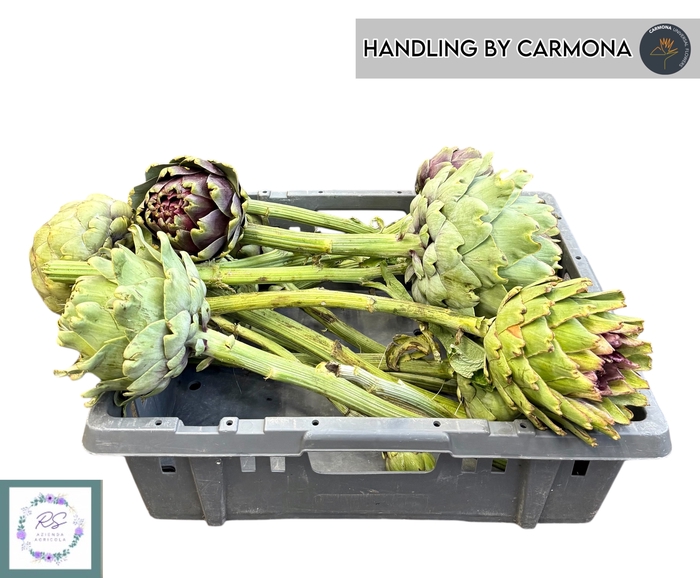 <h4>CYNARA SCOLYMUS</h4>