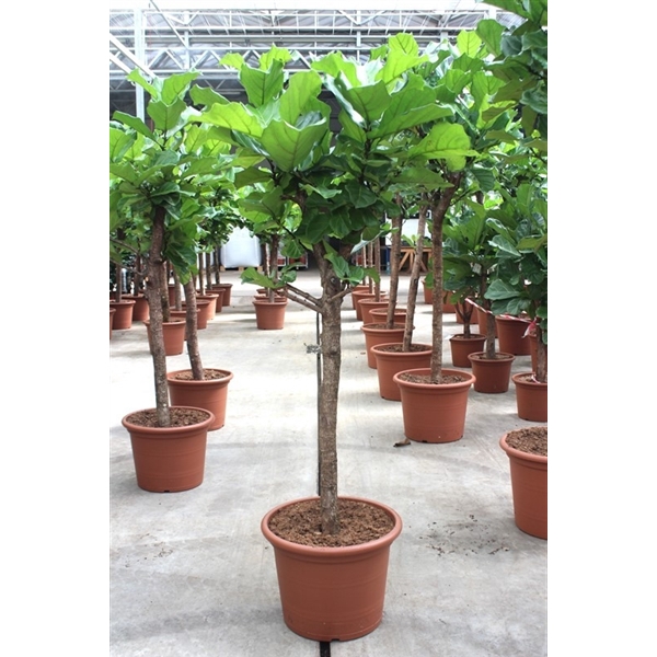 <h4>Ficus lyrata</h4>