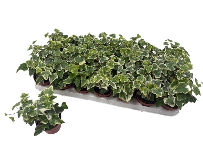 <h4>HED HE WHITE WONDER</h4>