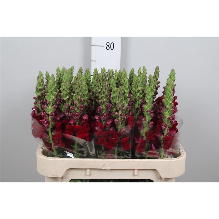 <h4>Antir Poto Red</h4>