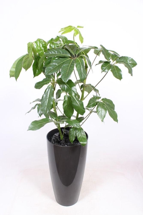 <h4>Schefflera actinophylla 'Amate' in Santorini "antraciet"</h4>