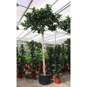 Ficus lyrata