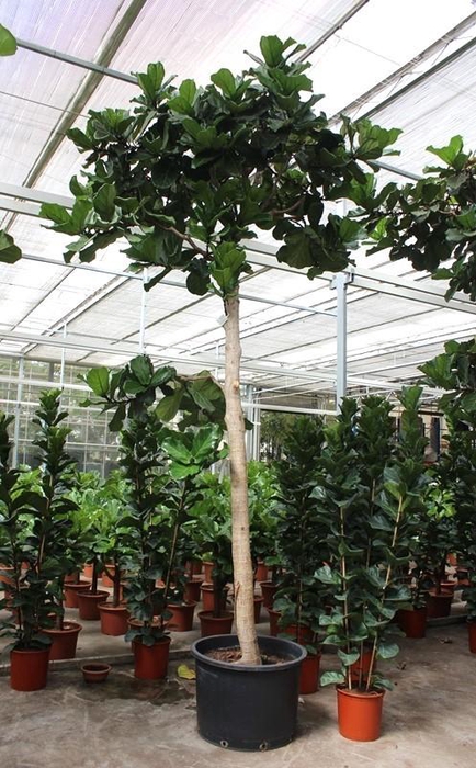 <h4>Ficus lyrata</h4>