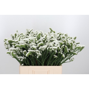 Limonium White