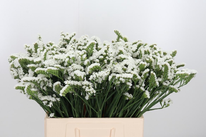 <h4>Limonium White</h4>