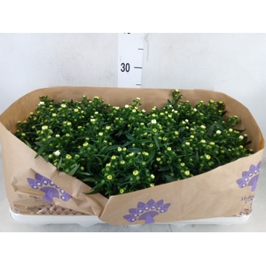 Aster n-b 'Showmakers Snow White'