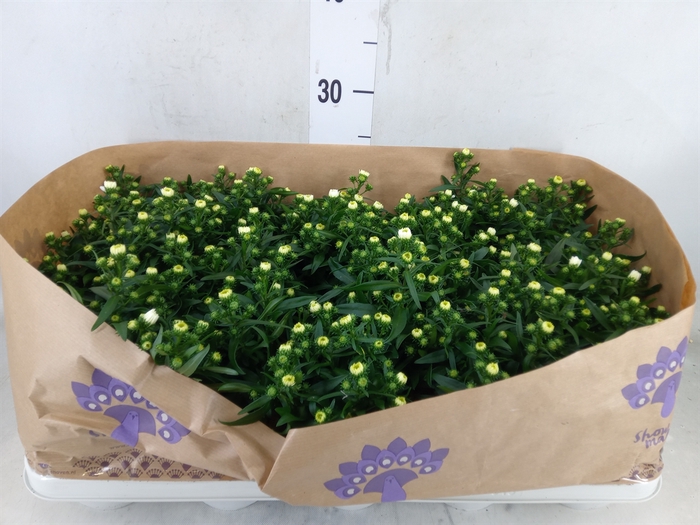 <h4>Aster n-b 'Showmakers Snow White'</h4>