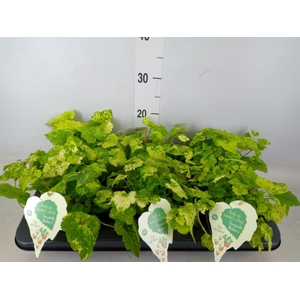 Tolmiea menziesii   ...variegated