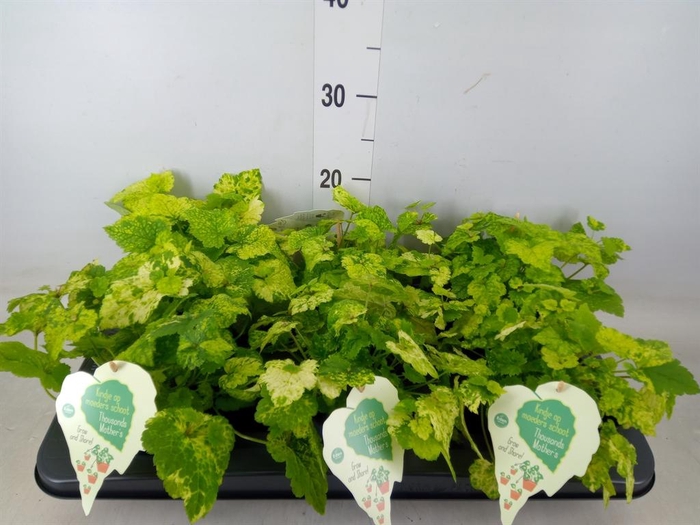 <h4>Tolmiea menziesii ...variegated</h4>