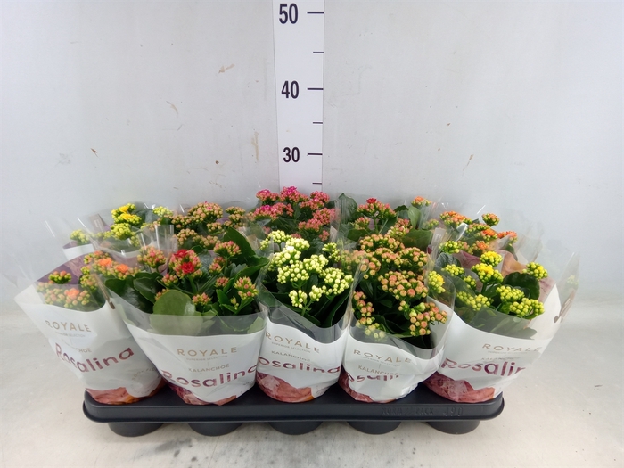 <h4>Kalanchoe blos. 'RoyalDon'   ..mix</h4>