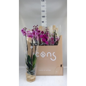 Phalaenopsis   ...mix  7