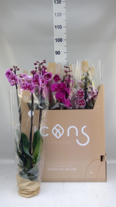 <h4>Phalaenopsis   ...mix  7</h4>