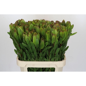 Leucadendron Goldstrike