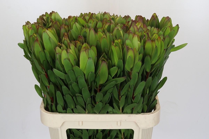 <h4>Leucadendron Goldstrike</h4>