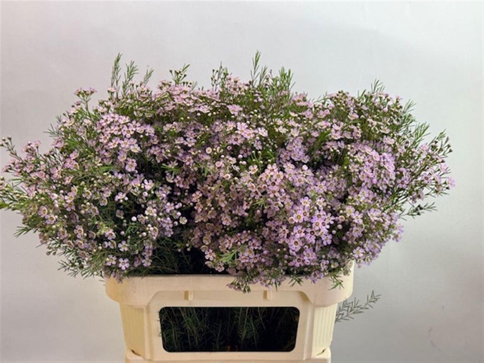 <h4>CHAME UN DORI</h4>