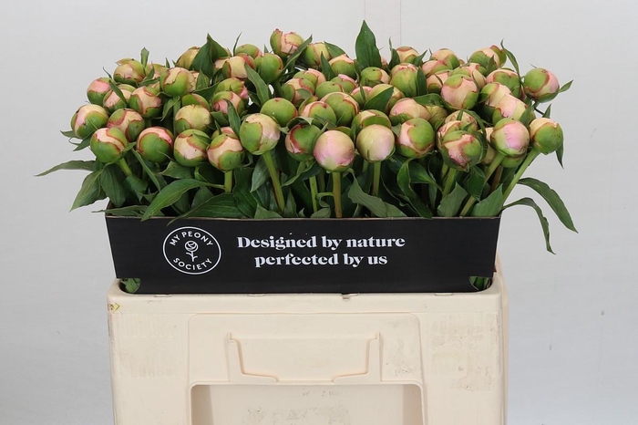 <h4>Paeonia Noemi Demay</h4>