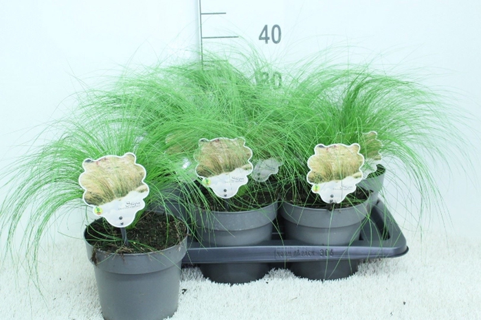 <h4>Stipa tenuissima 'ColGra Pony Tail'</h4>