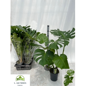 MONSTERA DELICIOSA