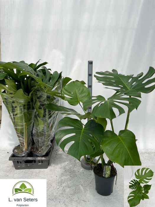 <h4>MONSTERA DELICIOSA</h4>