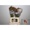 Dichel Red Princess