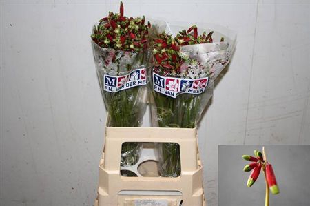 Dichel Red Princess