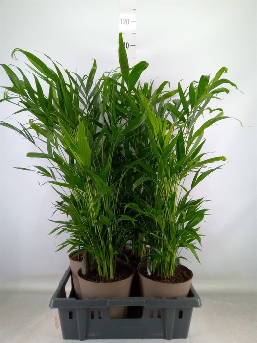 <h4>Palms   ...</h4>
