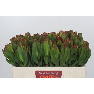 LEUCAD LAUREL YELLOW