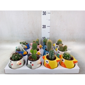 Cactus   ...