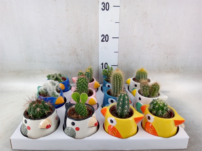 <h4>Cactus   ...</h4>