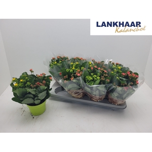 KAL EN GEM IN POT