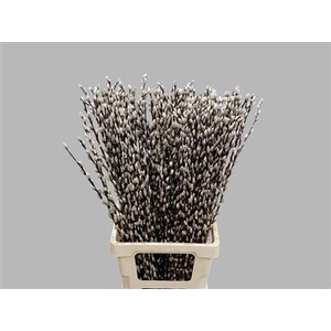 T Salix Ca Snow Flake 80cm