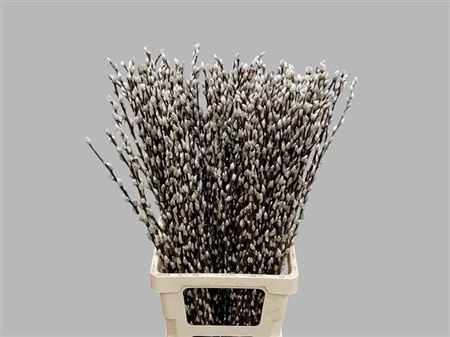 <h4>T Salix Ca Snow Flake 80cm</h4>