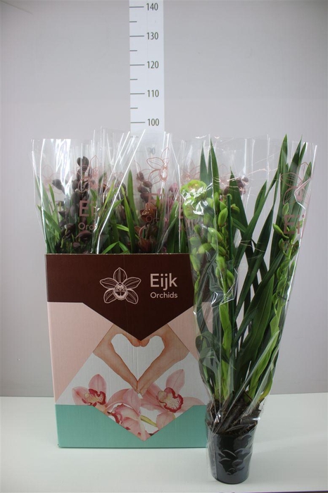 <h4>Cymb Gemengd 3 Tak</h4>