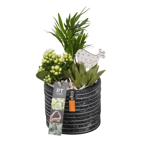 <h4>PTIB7529 Arrangementen kamerplanten</h4>