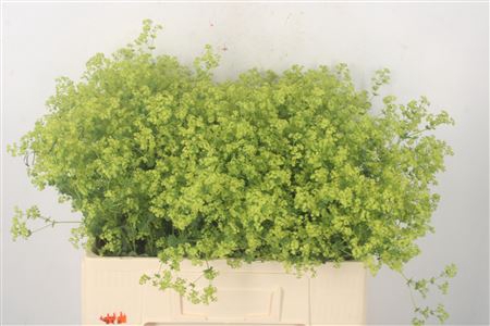 <h4>Alchemilla M Robustica</h4>
