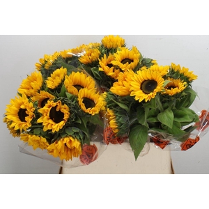 Heli Orange Fire 80cm