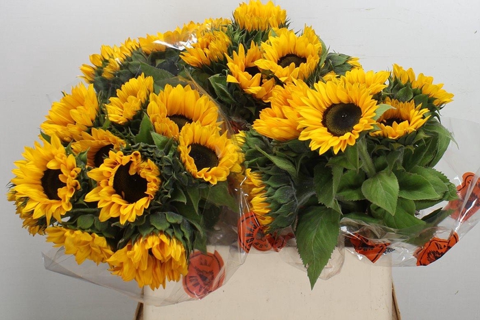 <h4>Heli Orange Fire</h4>