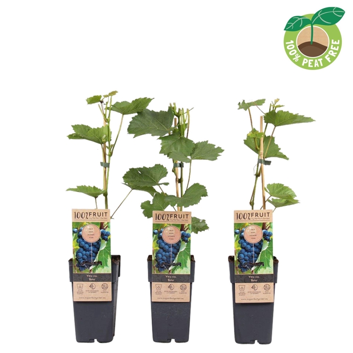 <h4>Vitis vinifera</h4>